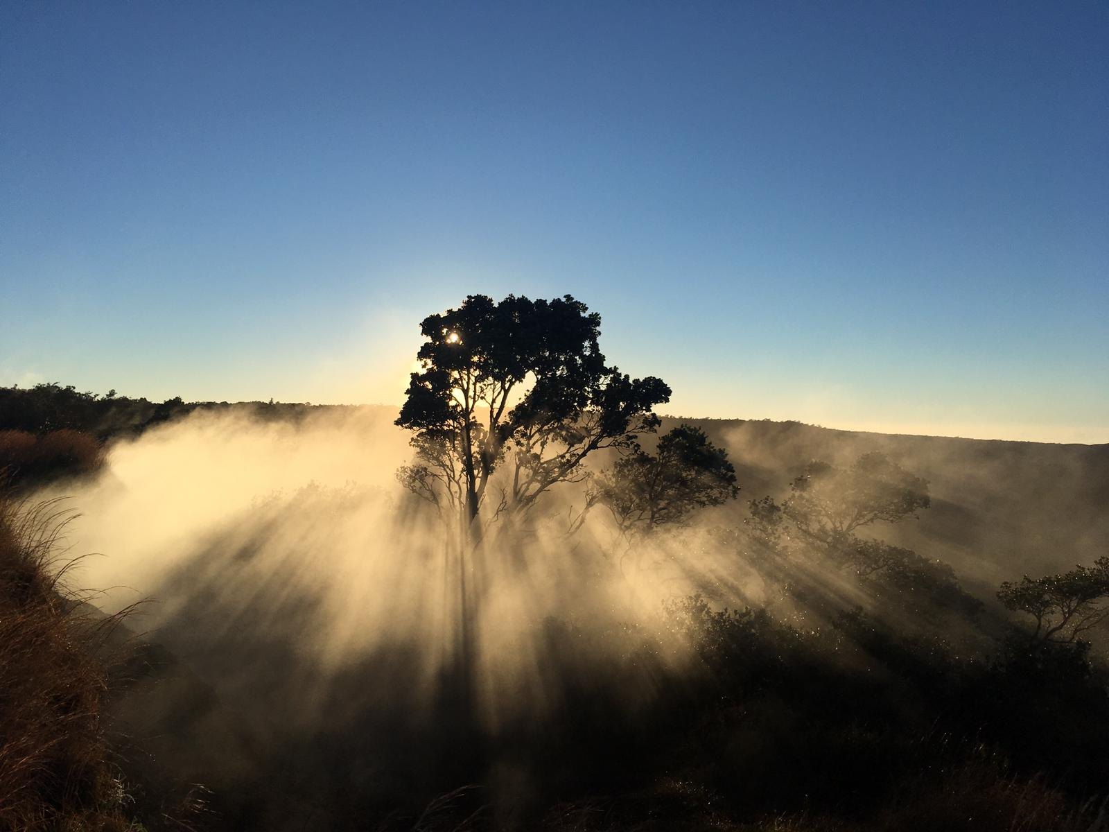 Einzelner Baum im Gegenlicht, Sonnenstrahlen fallen durch Nebel